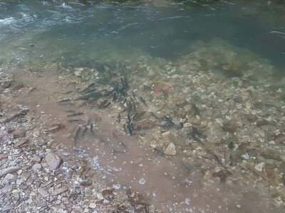 Poribljavanje vodotoka