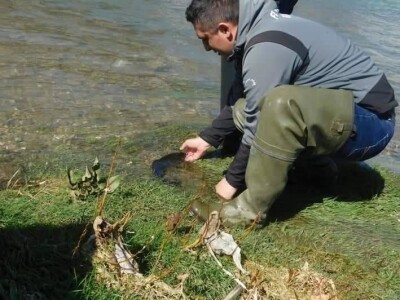 Poribljavanje vodotoka