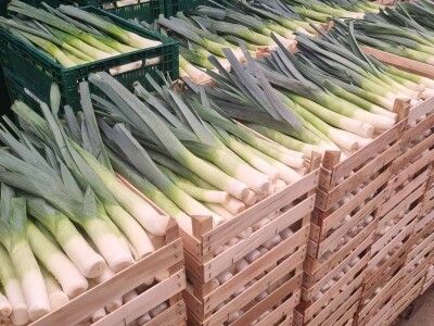 Obitelj Puljić proizvodi kupus i poriluk