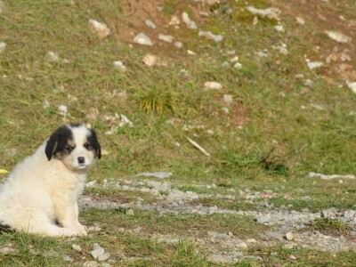 Porin štene tornjaka