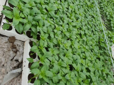 Porodica Hotić ima 18 plastenika u kojima proizvodi rasad i povrće