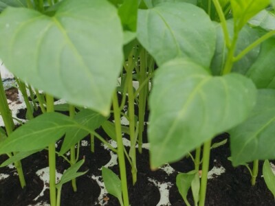 Porodica Hotić ima 18 plastenika u kojima proizvodi rasad i povrće