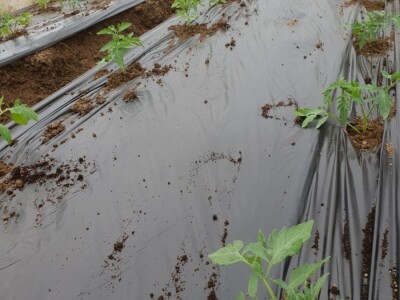 Porodica Hotić ima 18 plastenika u kojima proizvodi rasad i povrće