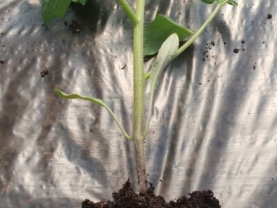 Porodica Hotić ima 18 plastenika u kojima proizvodi rasad i povrće