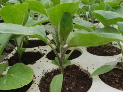 Porodica Hotić ima 18 plastenika u kojima proizvodi rasad i povrće