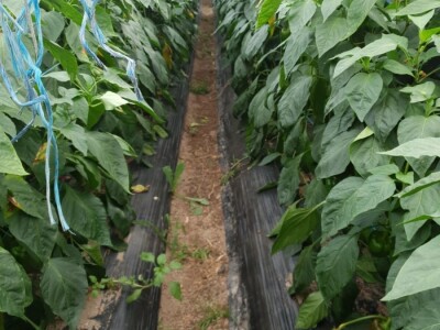 Porodica Hotić ima 18 plastenika u kojima proizvodi rasad i povrće