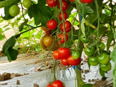 Porodica Hotić ima 18 plastenika u kojima proizvodi rasad i povrće