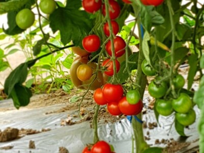 Porodica Hotić ima 18 plastenika u kojima proizvodi rasad i povrće