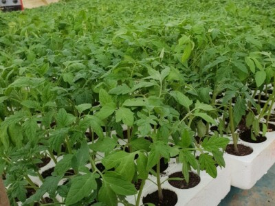 Porodica Hotić ima 18 plastenika u kojima proizvodi rasad i povrće