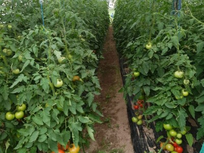 Porodica Hotić ima 18 plastenika u kojima proizvodi rasad i povrće