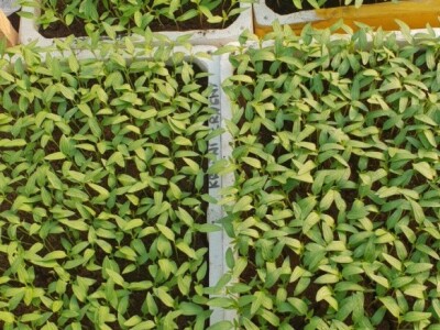 Porodica Hotić ima 18 plastenika u kojima proizvodi rasad i povrće