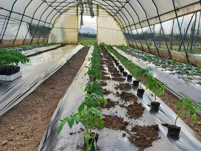 Porodica Hotić ima 18 plastenika u kojima proizvodi rasad i povrće