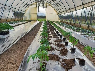 Porodica Hotić ima 18 plastenika u kojima proizvodi rasad i povrće