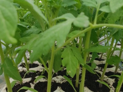 Porodica Hotić ima 18 plastenika u kojima proizvodi rasad i povrće