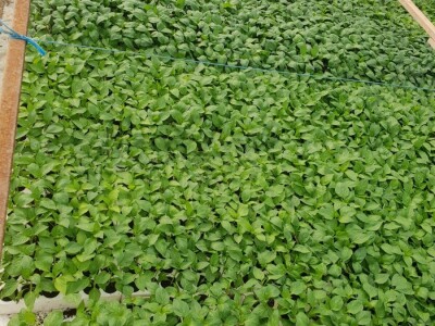 Porodica Hotić ima 18 plastenika u kojima proizvodi rasad i povrće