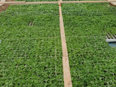 Porodica Hotić ima 18 plastenika u kojima proizvodi rasad i povrće