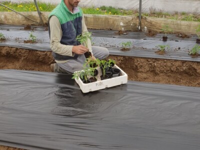 Porodica Hotić ima 18 plastenika u kojima proizvodi rasad i povrće