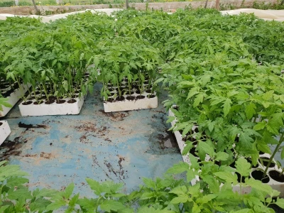 Porodica Hotić ima 18 plastenika u kojima proizvodi rasad i povrće