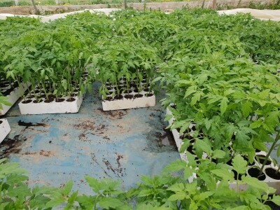 Porodica Hotić ima 18 plastenika u kojima proizvodi rasad i povrće