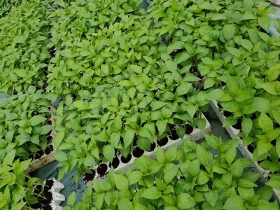 Porodica Hotić ima 18 plastenika u kojima proizvodi rasad i povrće