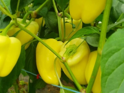 Porodica Hotić ima 18 plastenika u kojima proizvodi rasad i povrće