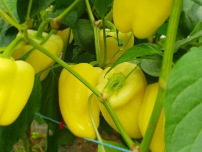 Porodica Hotić ima 18 plastenika u kojima proizvodi rasad i povrće