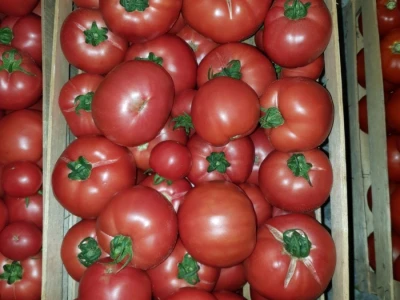 Porodica Hotić ima 18 plastenika u kojima proizvodi rasad i povrće