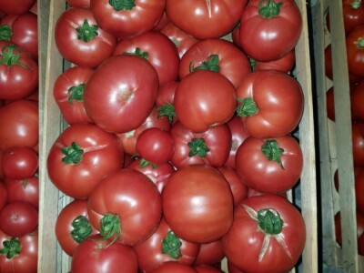 Porodica Hotić ima 18 plastenika u kojima proizvodi rasad i povrće