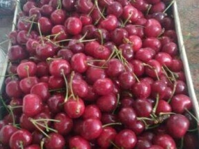 Porodica Janjić iz Ljubinja već dvadeset godina uspješno uzgaja višnje i trešnje Porodica Janjić iz Ljubinja već dvadeset godina uspješno uzgaja višnje i trešnje