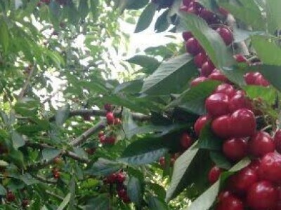 Porodica Janjić iz Ljubinja već dvadeset godina uspješno uzgaja višnje i trešnje Porodica Janjić iz Ljubinja već dvadeset godina uspješno uzgaja višnje i trešnje