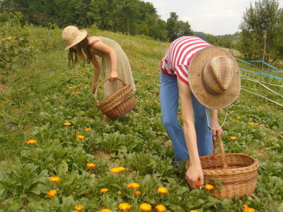 Porodica Janković Porodica Janković