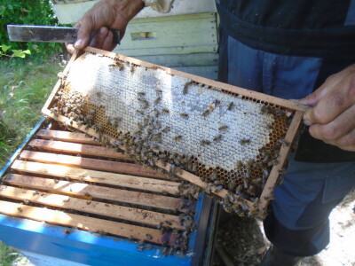 Porodica Janković Porodica Janković