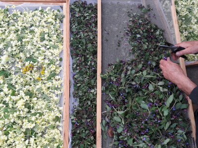 Porodica Janković Porodica Janković