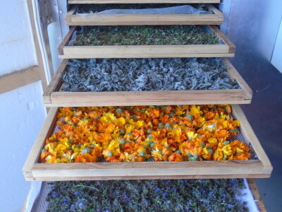 Porodica Janković Porodica Janković