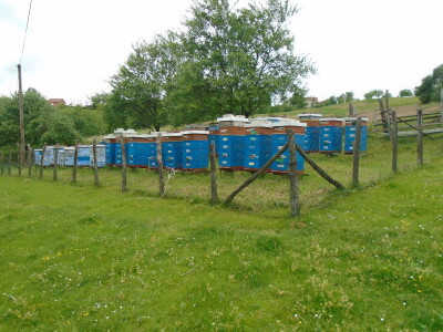 Porodica Janković Porodica Janković