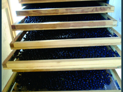 Porodica Janković Porodica Janković