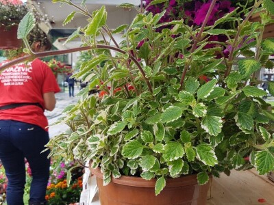 Porodica Kovačević iz Gornje Piskavice prepoznala potencijal cvijećarstva: To nije samo ukras već i izvor prihoda