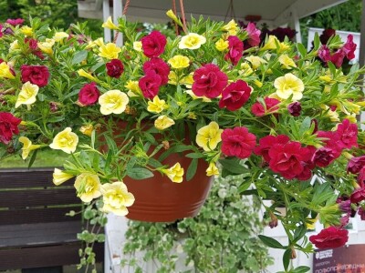 Porodica Kovačević iz Gornje Piskavice prepoznala potencijal cvijećarstva: To nije samo ukras već i izvor prihoda