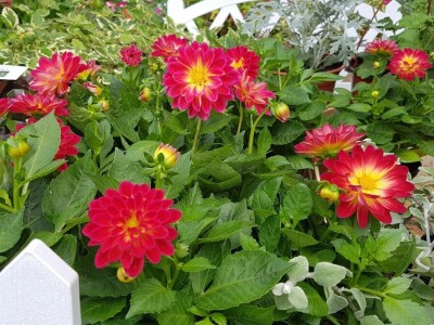 Porodica Kovačević iz Gornje Piskavice prepoznala potencijal cvijećarstva: To nije samo ukras već i izvor prihoda