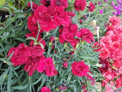 Porodica Kovačević iz Gornje Piskavice prepoznala potencijal cvijećarstva: To nije samo ukras već i izvor prihoda