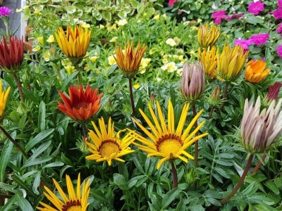 Porodica Kovačević iz Gornje Piskavice prepoznala potencijal cvijećarstva: To nije samo ukras već i izvor prihoda