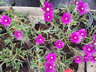 Porodica Kovačević iz Gornje Piskavice prepoznala potencijal cvijećarstva: To nije samo ukras već i izvor prihoda