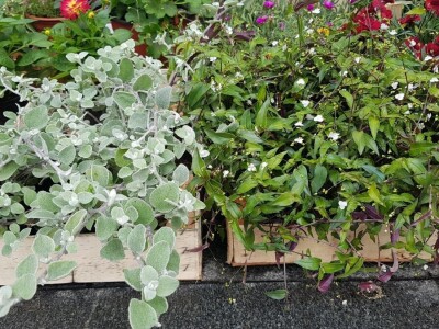 Porodica Kovačević iz Gornje Piskavice prepoznala potencijal cvijećarstva: To nije samo ukras već i izvor prihoda