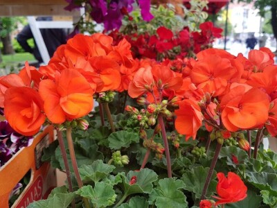 Porodica Kovačević iz Gornje Piskavice prepoznala potencijal cvijećarstva: To nije samo ukras već i izvor prihoda