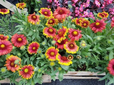 Porodica Kovačević iz Gornje Piskavice prepoznala potencijal cvijećarstva: To nije samo ukras već i izvor prihoda