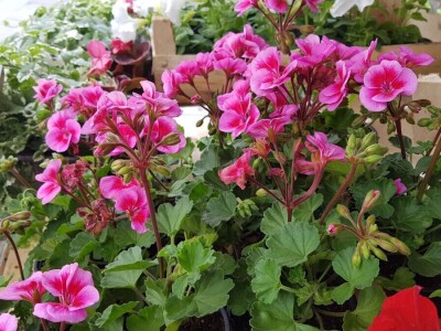 Porodica Kovačević iz Gornje Piskavice prepoznala potencijal cvijećarstva: To nije samo ukras već i izvor prihoda