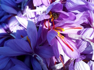 Porodica Nikolić iz Negotina prva je koja proizvodi i prodaje šafran u Srbiji