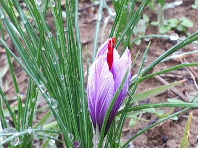 Porodica Nikolić iz Negotina prva je koja proizvodi i prodaje šafran u Srbiji