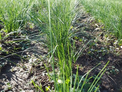 Porodica Nikolić iz Negotina prva je koja proizvodi i prodaje šafran u Srbiji