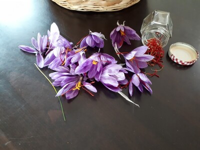 Porodica Nikolić iz Negotina prva je koja proizvodi i prodaje šafran u Srbiji